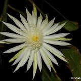 Epiphyllum hookeri guatemalensis GX   ÉPUISÉ - OUT of STOCK - AGOTADO